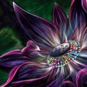 Meet your Posher, BlackLotusCo702